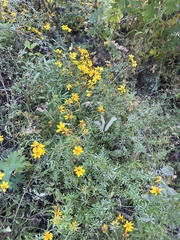 Tagetes lemmonii