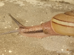 Ariophanta exilis
