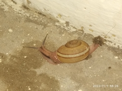 Ariophanta exilis