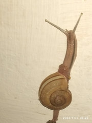 Ariophanta exilis