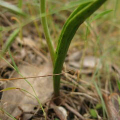 Thelymitra bracteata