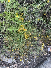 Tagetes lemmonii