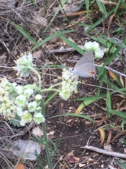 Hymenopappus artemisiifolius