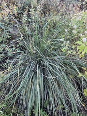 Muhlenbergia rigens