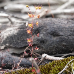 Drosera peltata