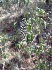 Barleria crossandriformis