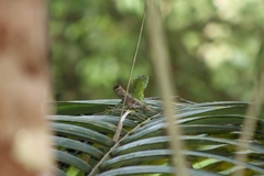 Basiliscus plumifrons