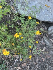Tagetes lemmonii