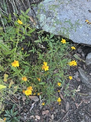 Tagetes lemmonii