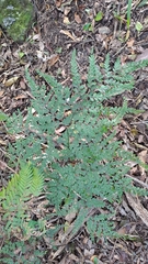 Adiantum formosum