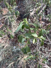 Barleria crossandriformis