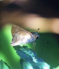 Pelopidas mathias