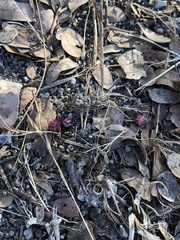 Cynips quercusechinus