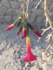 Cantua