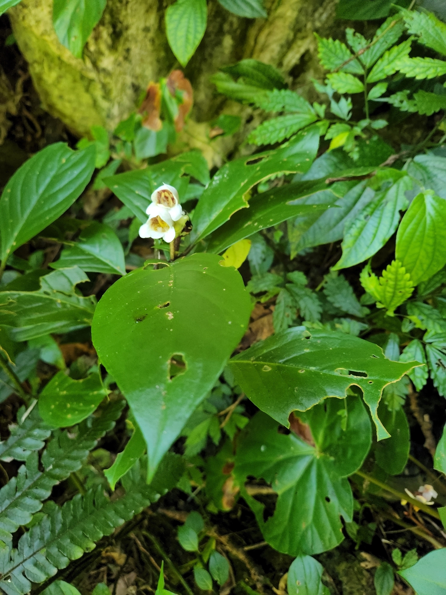 Hemiboea subcapitata (Hemiboea subcapitata)