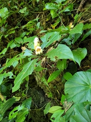 Hemiboea subcapitata