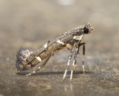 Caloptilia triadicae