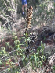 Barleria crossandriformis