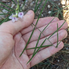 Lathyrus graminifolius