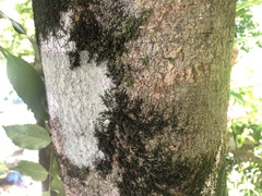 Pararchidendron pruinosum