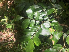 Pararchidendron pruinosum