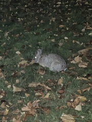 Sylvilagus floridanus
