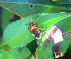 Eristalinus arvorum
