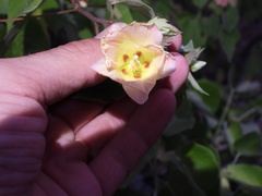 Gossypium davidsonii