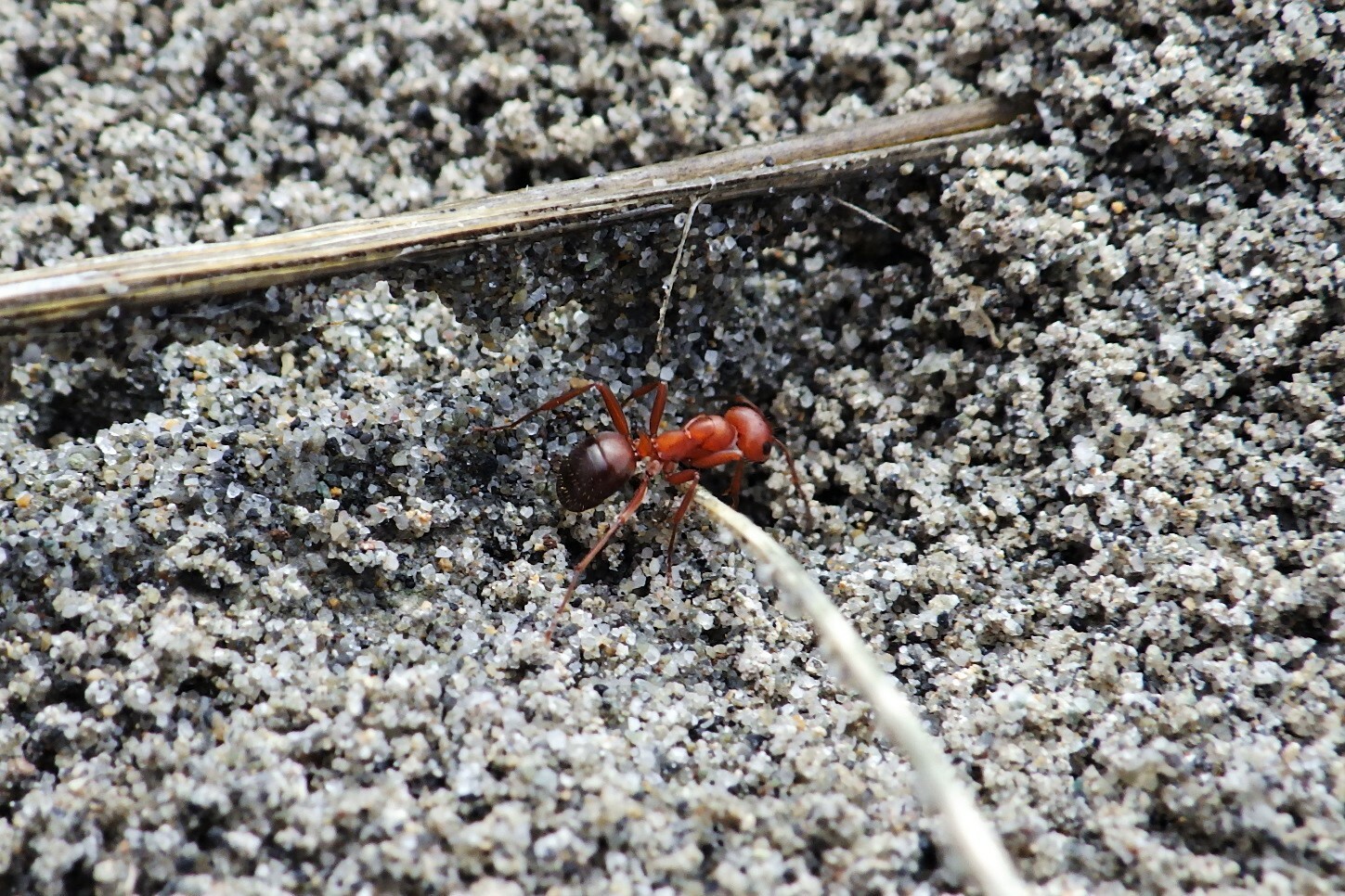 Formica gynocrates