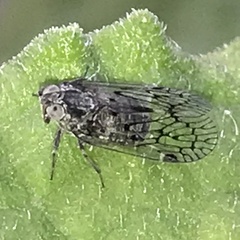 Melanoliarus aridus
