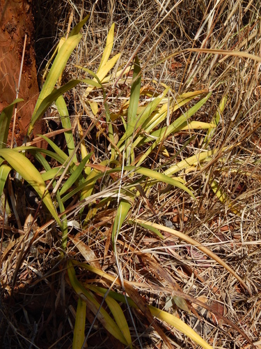 Ansellia africana image