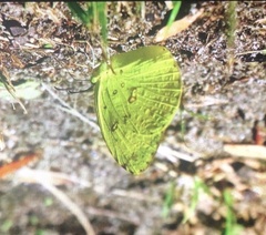 Eurema floricola