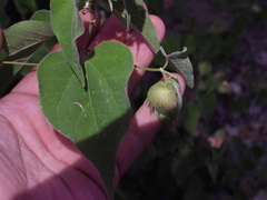 Gossypium davidsonii