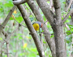 Myioborus brunniceps