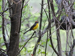 Myioborus brunniceps