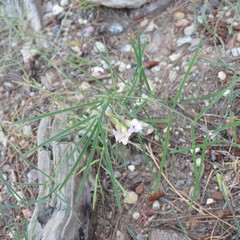 Lathyrus graminifolius