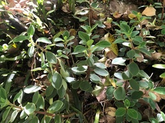 Peperomia leptostachya