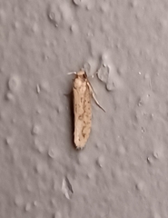 Tinea mandarinella
