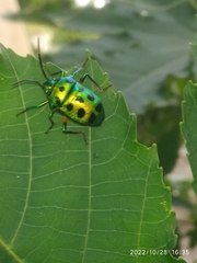 Chrysocoris purpureus