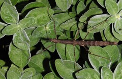 Candovia granulosa