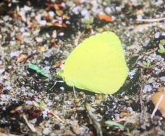 Eurema mandarina