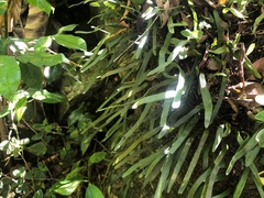 Pyrrosia confluens