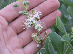 Stegnosperma halimifolium