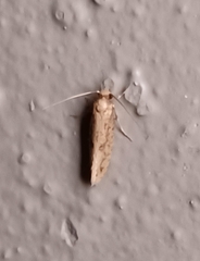 Tinea mandarinella