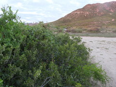 Stegnosperma halimifolium