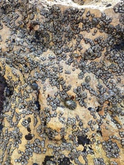 Balanomorpha