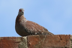 Columba guinea phaeonota