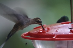 Phaethornis longirostris