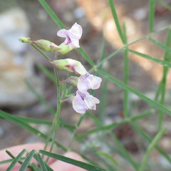 Lathyrus graminifolius
