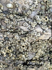 Balanomorpha